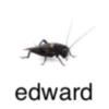 EDpobeditelVV