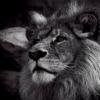 Blackelion