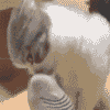 ApoMaTHblu_HocoK