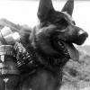 Deutscherschaferhund18