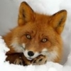 GoodOldFox