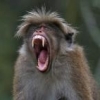 afrikan_makaka