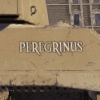 peregrinus