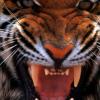 AngryTigRen
