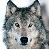 Grey_wolfs