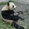 Wild_Panda