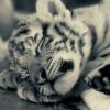 RenamedUser_41310941