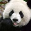 panda197