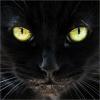 Rigel