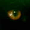 Raptor_23ru