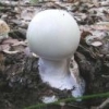 Amanita_Verna