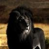 drblack12