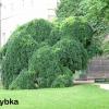 mamoHTeHok_B_kycTax