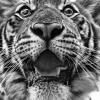 ruslan_08