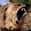 Gromilla_TED