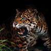 _Night_Jaguar_