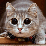 RenamedUser_127983459