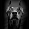 DOBERMAN191