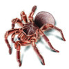 Tarantula72