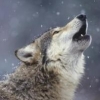 wolfalein