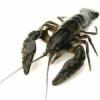 Claws_of_crayfish