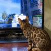 Jaguarys