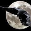 ___Raven_____
