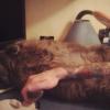 EasyCat