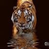 XaMeLeOn_56