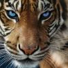 Wild_tiger