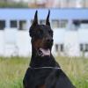 Doberman__BY