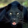 _P_A_N_T_E_R_A___black