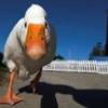 Goose22