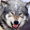 wolf_grad