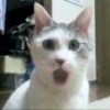Mio_cat