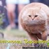 MAESTRO_96RU