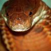 Cobra_122