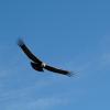 Condor163