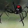 __Black__Widow__