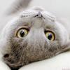 KoT_kill