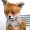 Red_Fox_Saransk