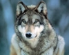 Grey_Wolf_