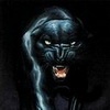BlackWildCat