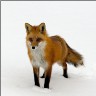 foxmage