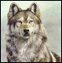 BelGarion_WOLF