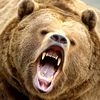 Grizzlye