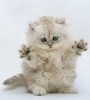 Small_Kotik