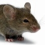 MouseMouse