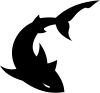 Shark_nsk73