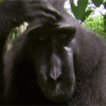Bugauga